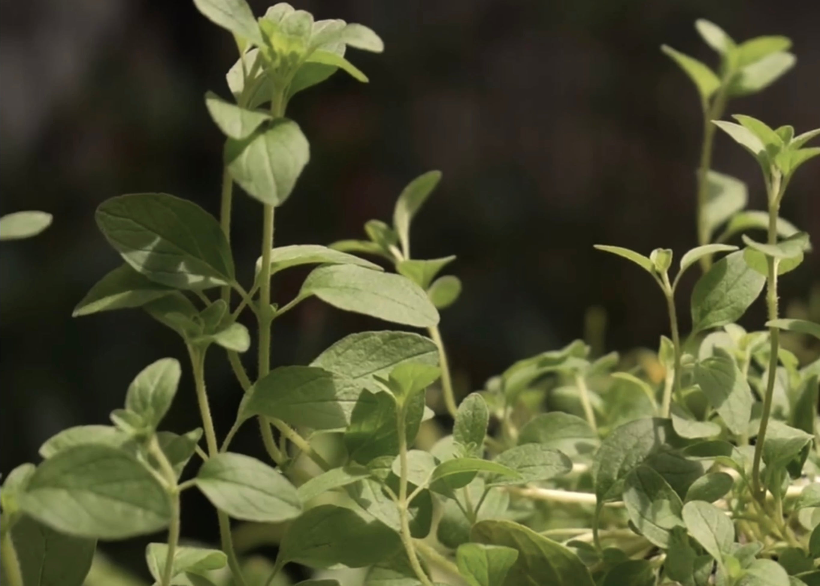 OREGANO