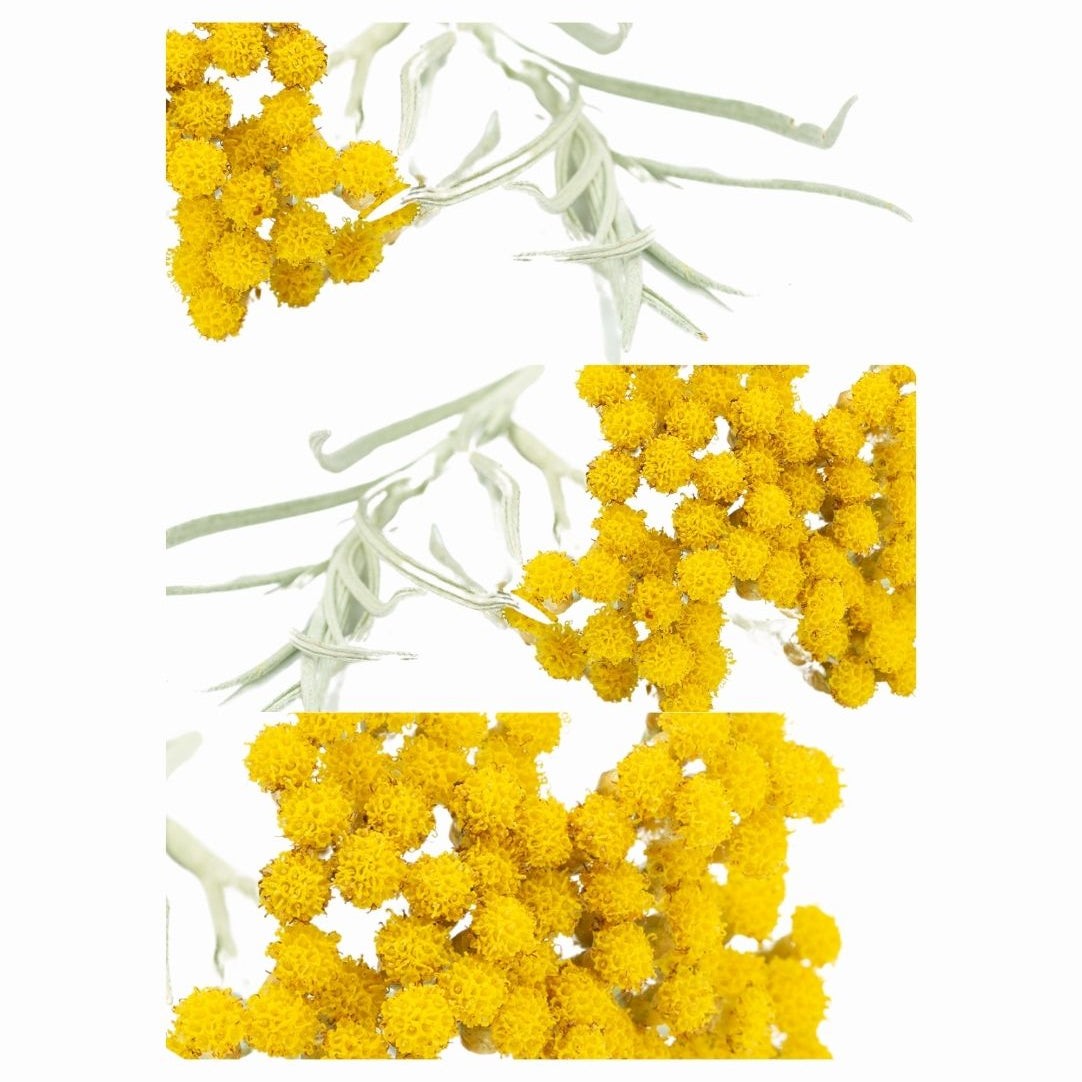 HELICHRYSUM.jpg