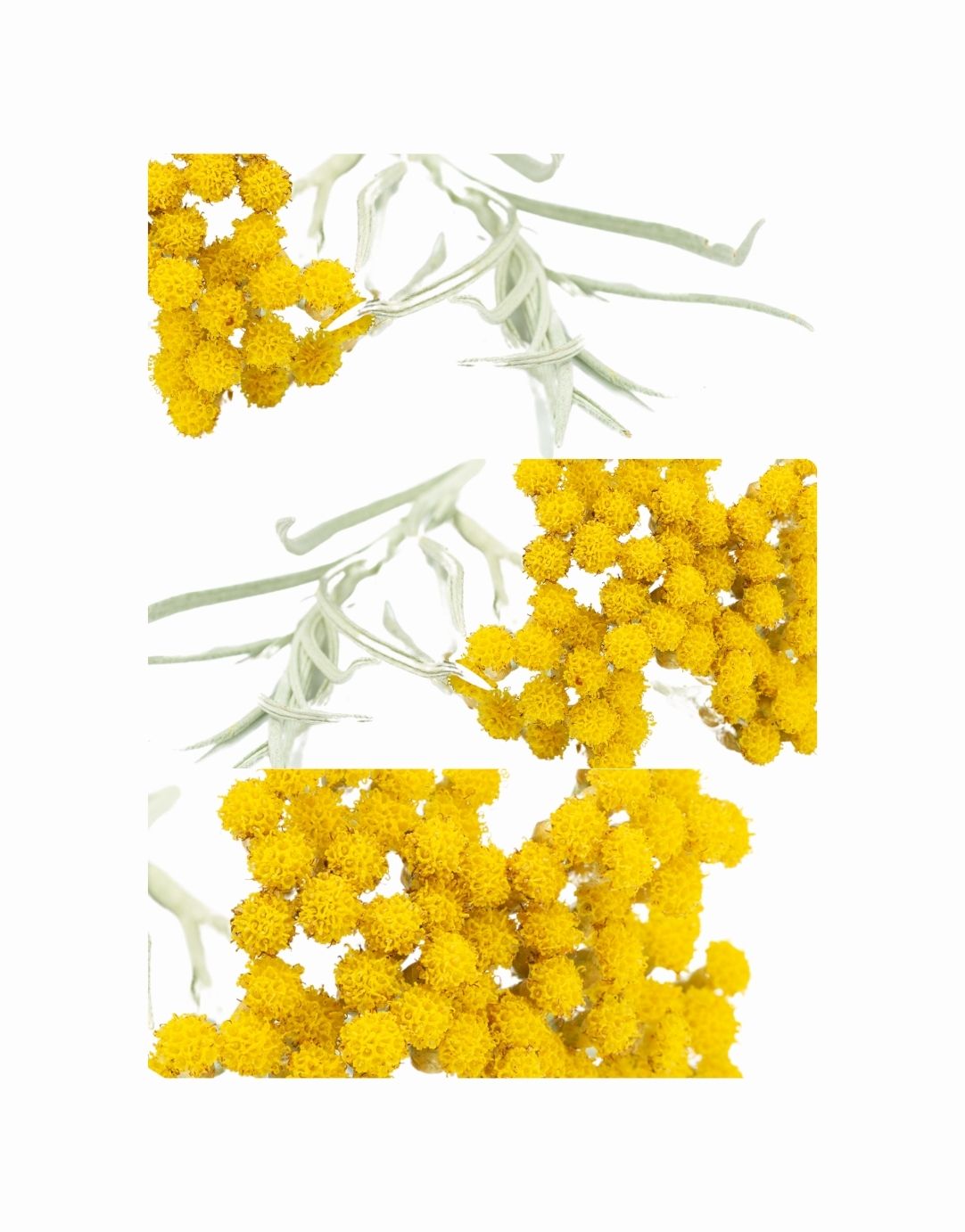 HELICHRYSUM OIL