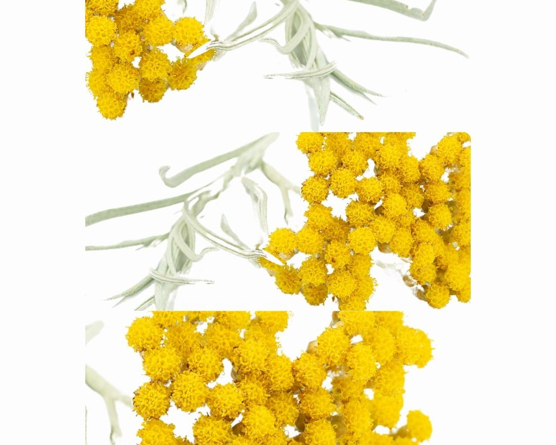 HELICHRYSUM.jpg