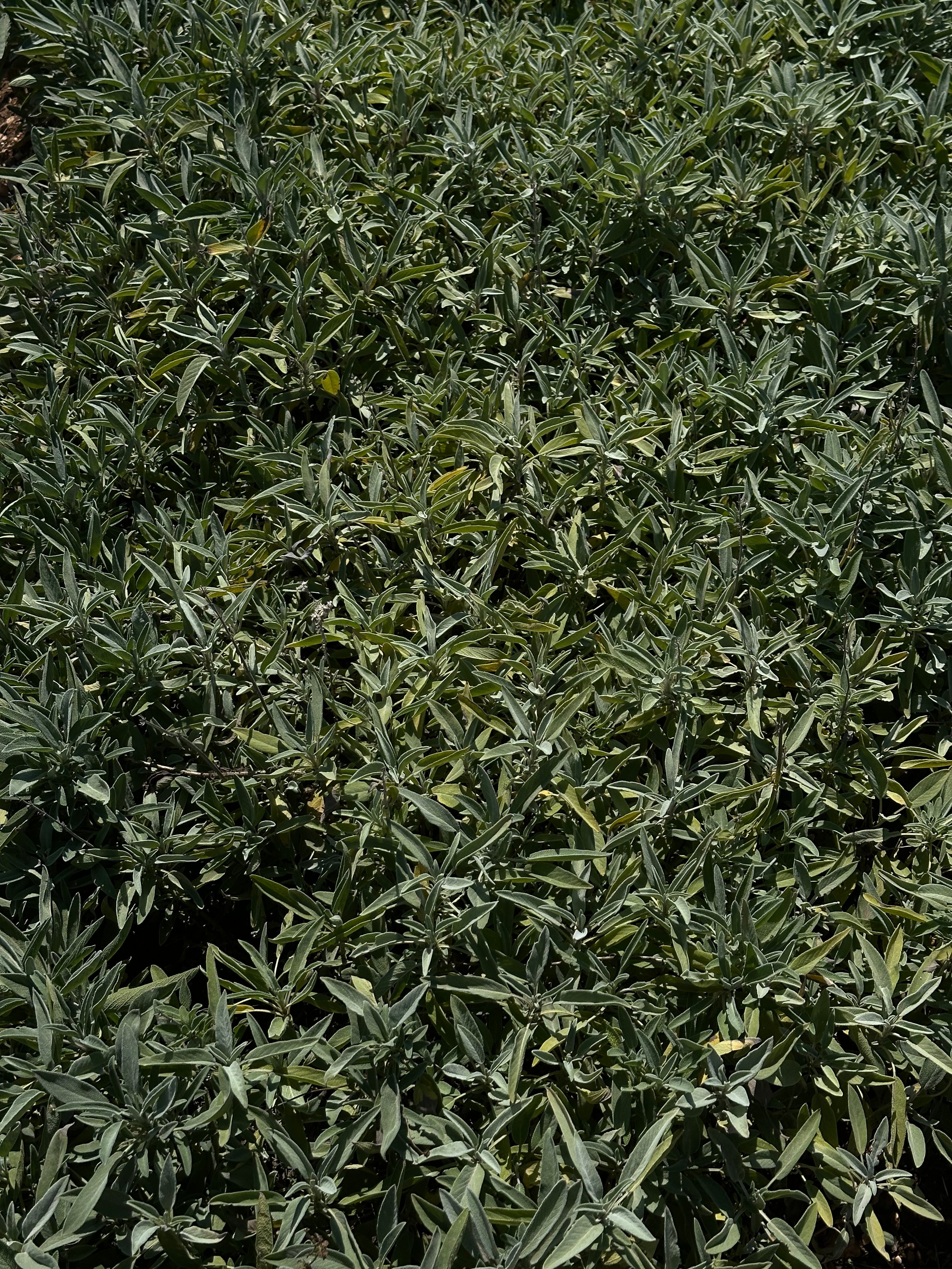 HERBS