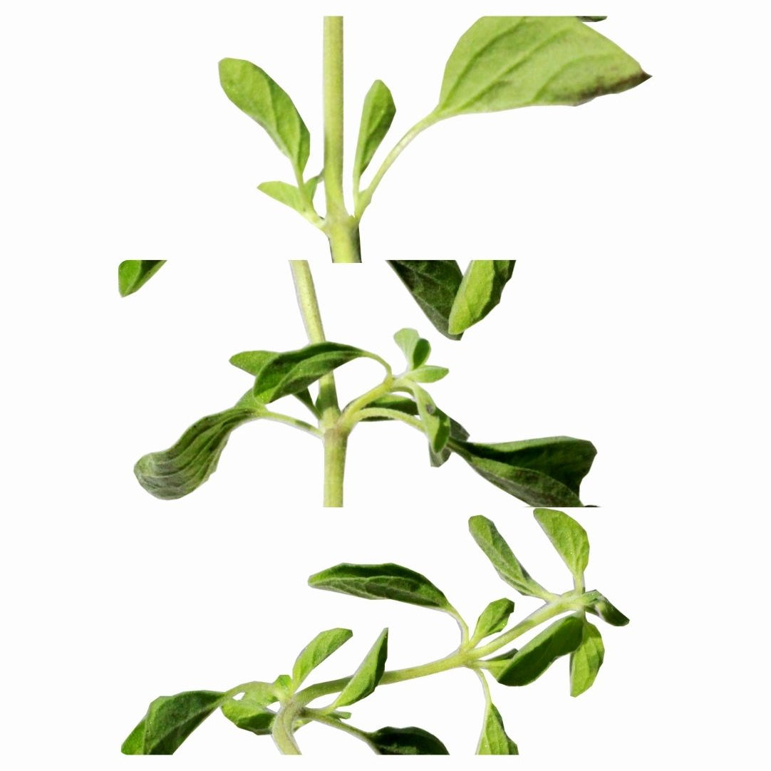 OREGANO_69e2e934-6331-4af2-8ed2-d927705b9bc4.jpg