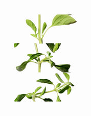 OREGANO OIL