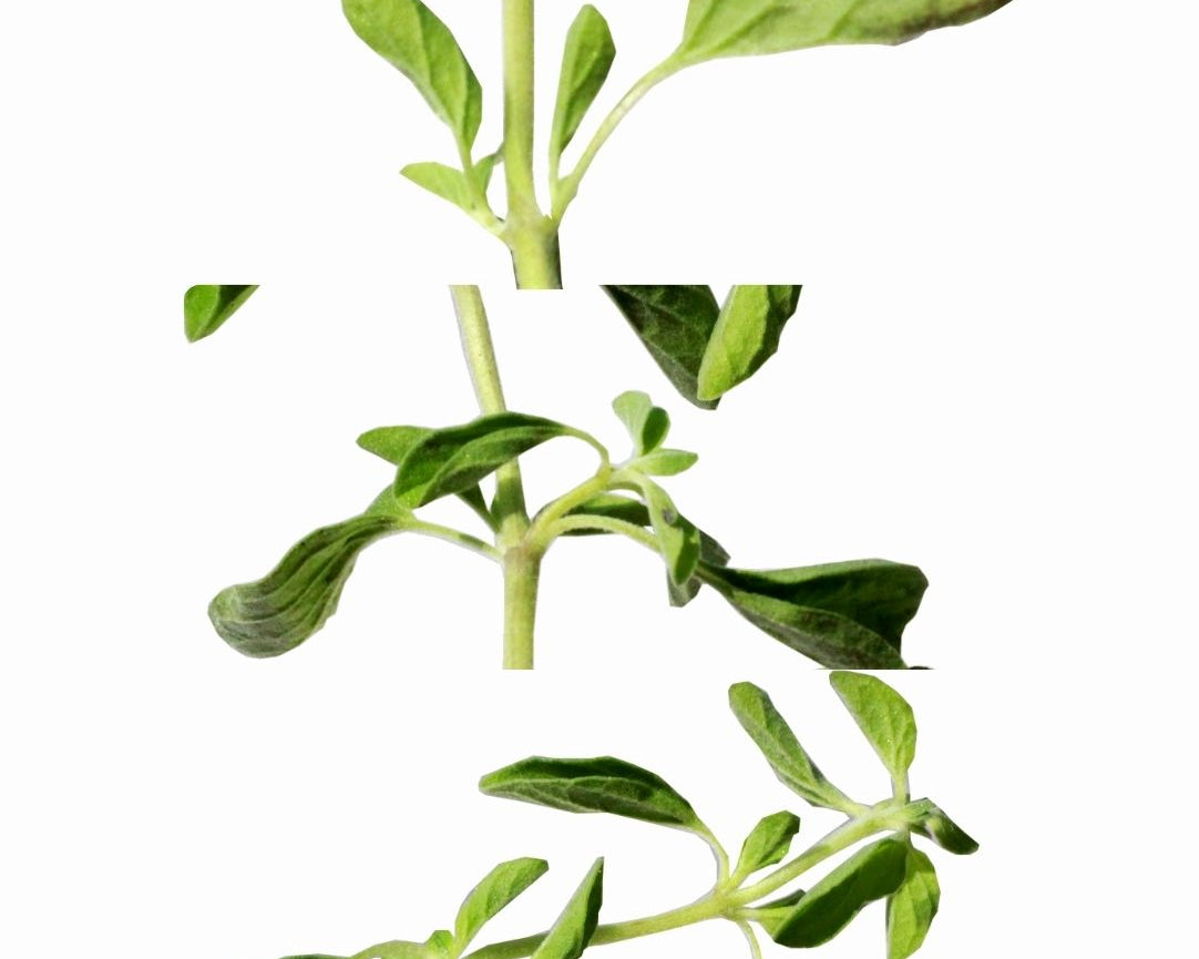 OREGANO_69e2e934-6331-4af2-8ed2-d927705b9bc4.jpg