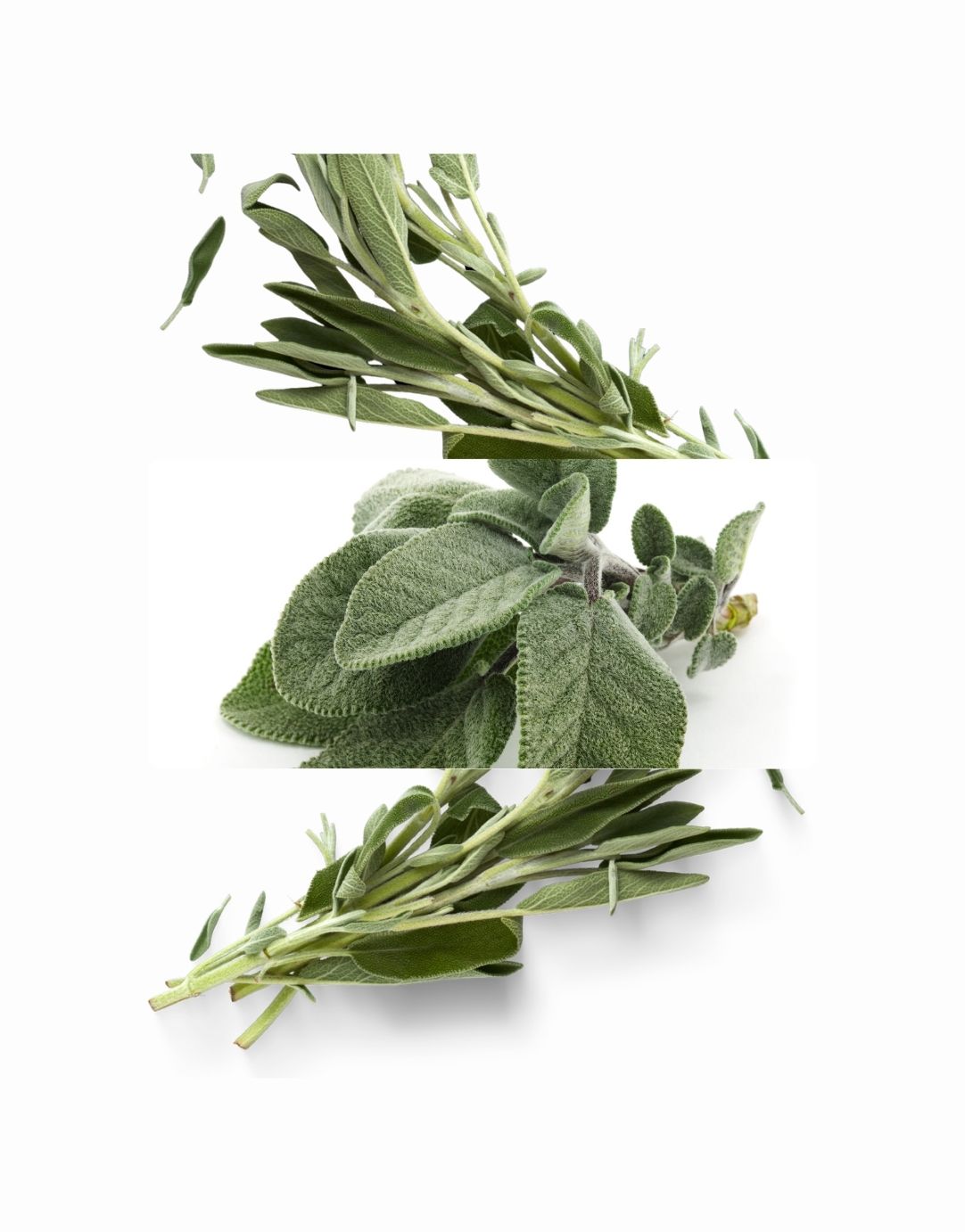 SAGE OIL