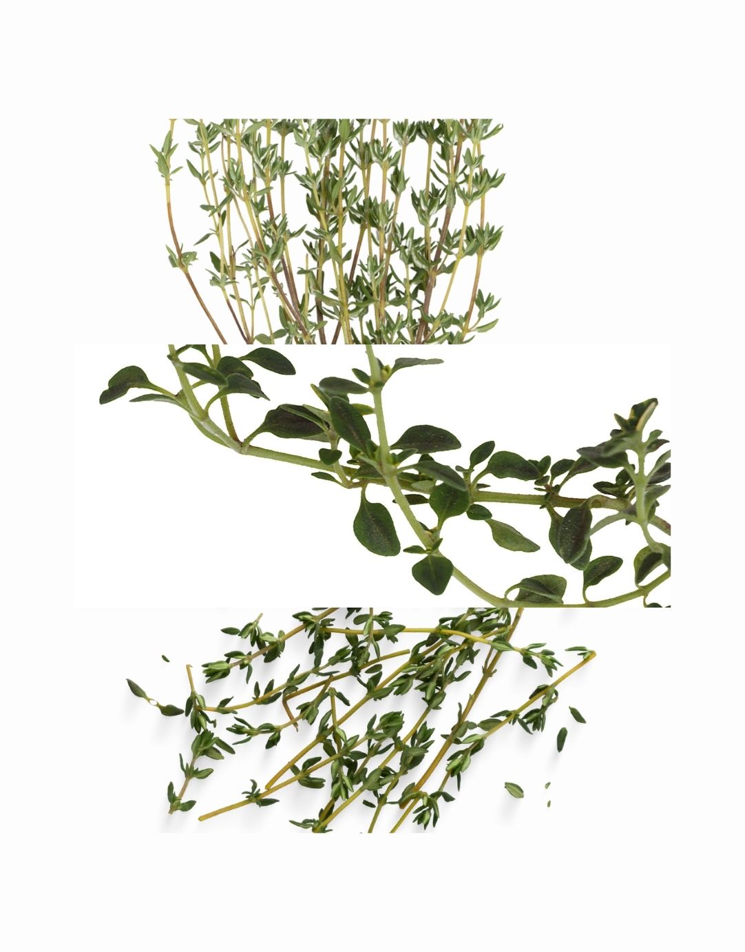 THYME OIL