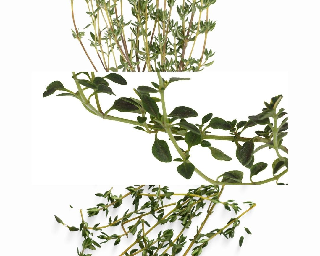 THYME_7959ecba-c884-4f3f-8359-62a3609b59ef.jpg