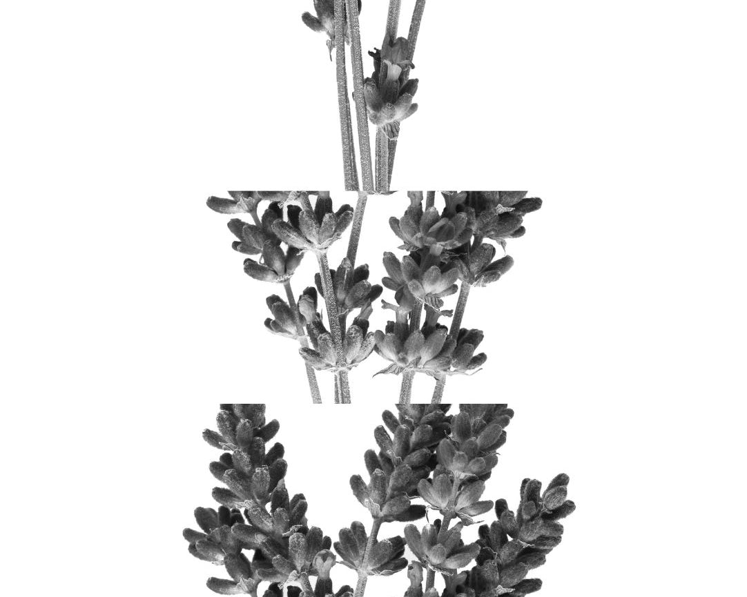 lavendel.jpg